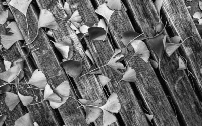 3. Digitaler Wettbewerb am 8.10.2025    Freies Thema