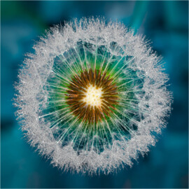 Peter Nörr (Annahme)