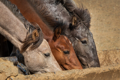 Mongolei- Wasserstelle in der Steppe - Dieter Eckert