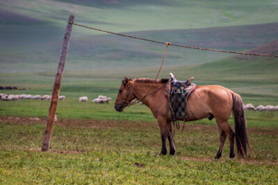 Mongolei - Warten auf den Reiter - Dieter Eckert