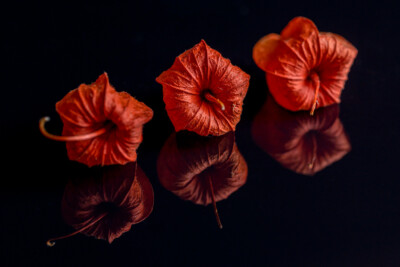 Lampionblume - Ulrich Kiene