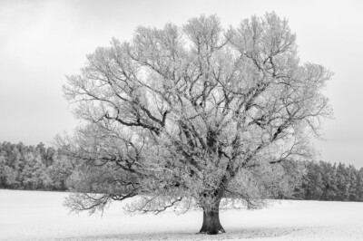Baum im Winter - Hartmut Steiner