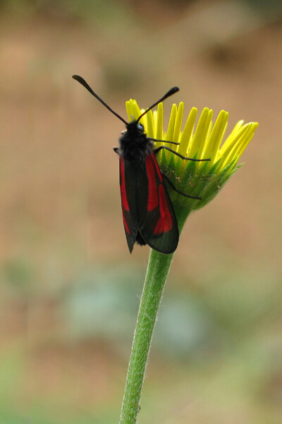 Beilfleck Widderchen - Hartmut Steiner
