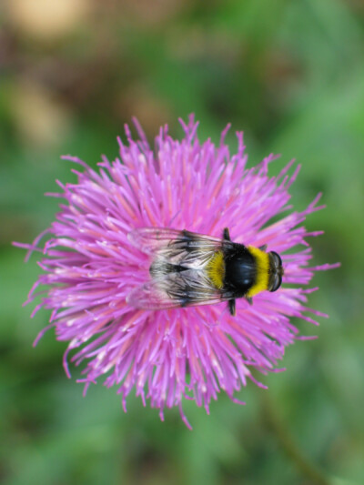 Blume und Tier - Hartmut Steiner