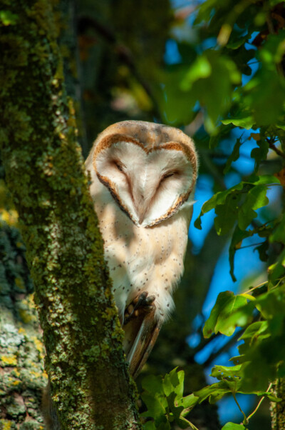 Eule - Hartmut Steiner