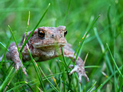 Frosch - Hartmut Steiner