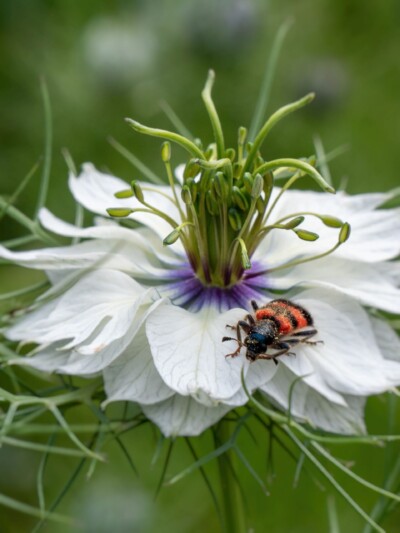 Jungfer im Gruenen mit Kaefer - Hartmut Steiner