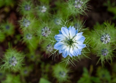 Jungfer im Gruenen - Hartmut Steiner