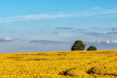 Rapsfeld - Hartmut Steiner