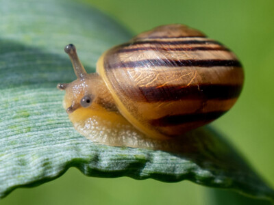 Schnecke - Hartmut Steiner