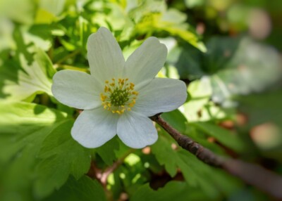 Waldblume - Hartmut Steiner