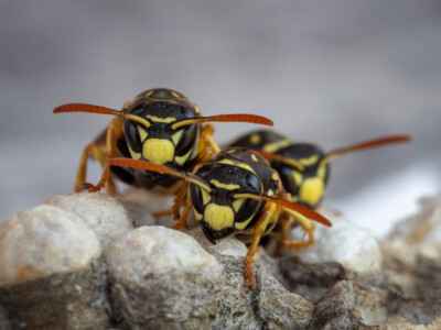 Wespen frisch geschluepft - Hartmut Steiner
