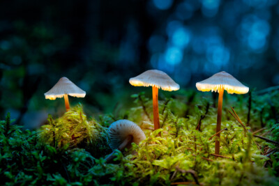 Nachtlichter - Peter Nörr KDVF