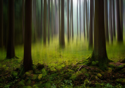 Zauberwald - Peter Nörr KDVF