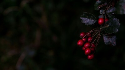 Herbst - Tamara Weitze