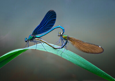 Blauflügel Prachtlibellen - Peter Nörr KDVF