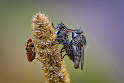 Der Spanner - Peter Nörr KDVF