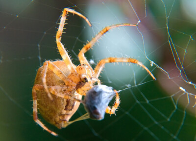 Jagderfolg - Peter Nörr KDVF