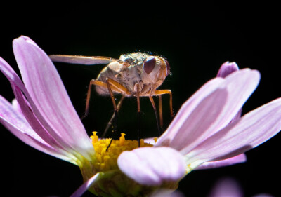 Kleines Monster - Peter Nörr KDVF