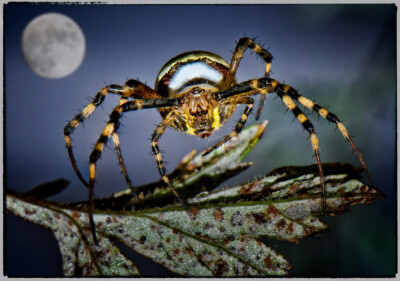 Nightmare - Peter Nörr KDVF