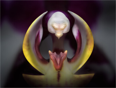 Phalaenopsis inside - Peter Nörr KDVF