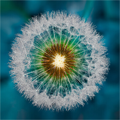 Pusteblume - Peter Nörr KDVF