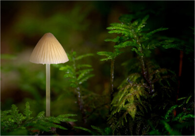 Urwald - Peter Nörr KDVF