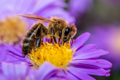 Biene auf Kissenaster - Tatjana Schwab