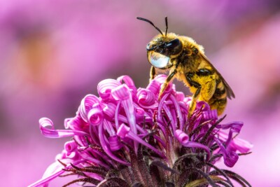 Biene mit Tropfen - Tatjana Schwab