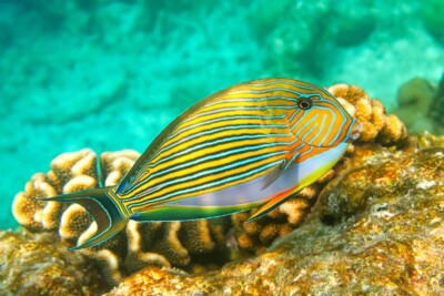 Blaustreifen Doktorfisch - Tatjana Schwab