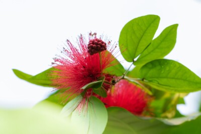 Blüte - Tatjana Schwab