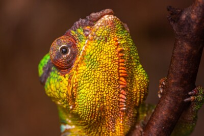 Chamäleon - Tatjana Schwab