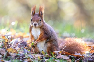 Eichhörnchen - Tatjana Schwab