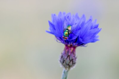 Fliege auf Kornblume - Tatjana Schwab