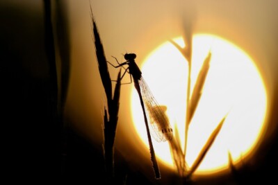 Libelle im Gegenlicht - Tatjana Schwab