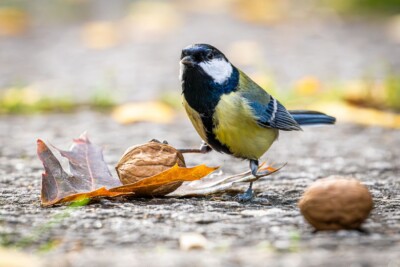 Meise mit Walnuss - Tatjana Schwab