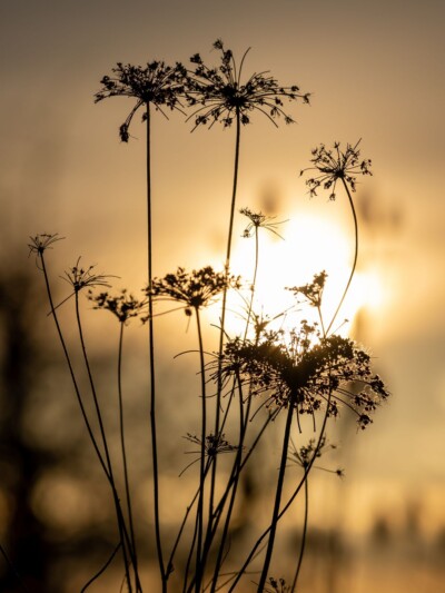 Pflanze im Gegenlicht - Tatjana Schwab