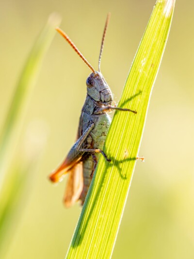 Rote Keulenschrecke - Tatjana Schwab