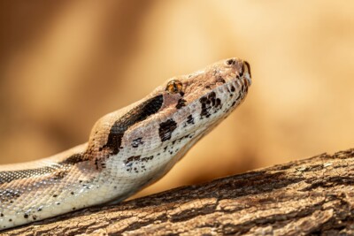 Schlange - Tatjana Schwab