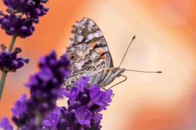 Schmetterling auf Lavendel - Tatjana Schwab
