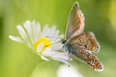 Schmetterling auf Margerite - Tatjana Schwab