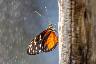 Schmetterling im Regen - Tatjana Schwab