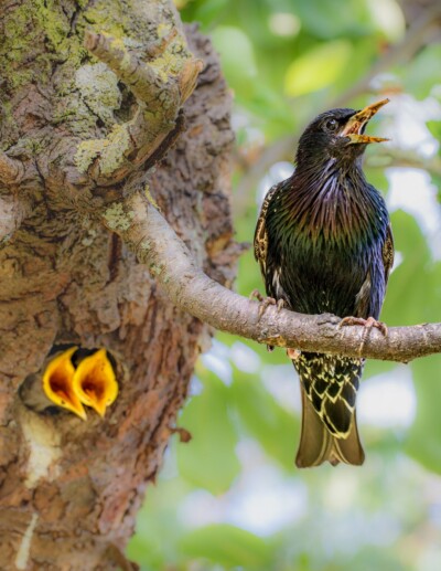 Star mit Küken - Tatjana Schwab