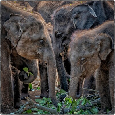 Mahlzeit - Dr. Alfons Wolf