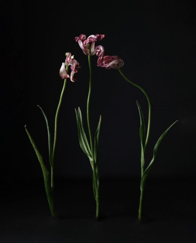 6. Platz Tamara Weitze - Die Drei