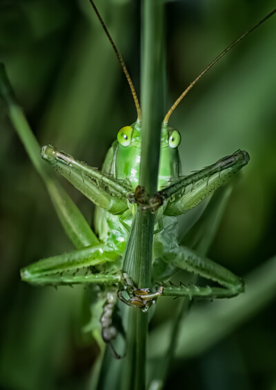 Peter Nörr - ich seh dich