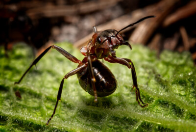 Peter Nörr - Schussbereit