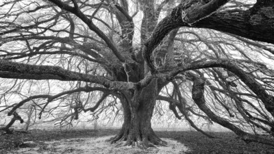 Peter Nörr - Winterbaum