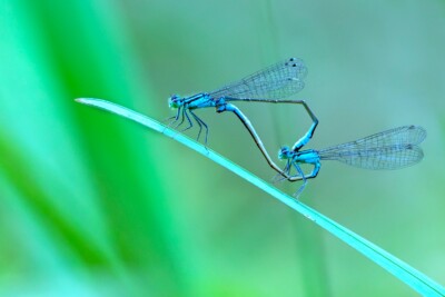 Monika Rösler - Libellenpaarung