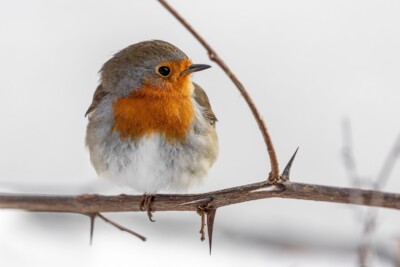 Tatjana Schwab - Rotkehlchen